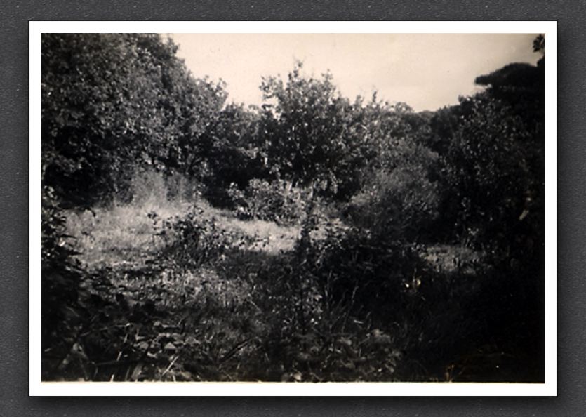 Garden 1951