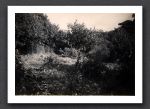 Garden 1951