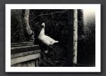 Goose