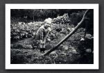 Sue Garden 2