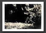 Stream 1959